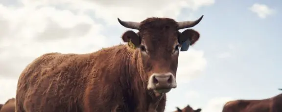 Close up photo of a longhorn bull